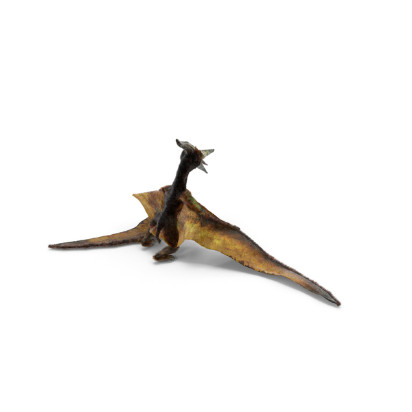 Pterosaur Pteranodon White with Fur PNG Images & PSDs for Download