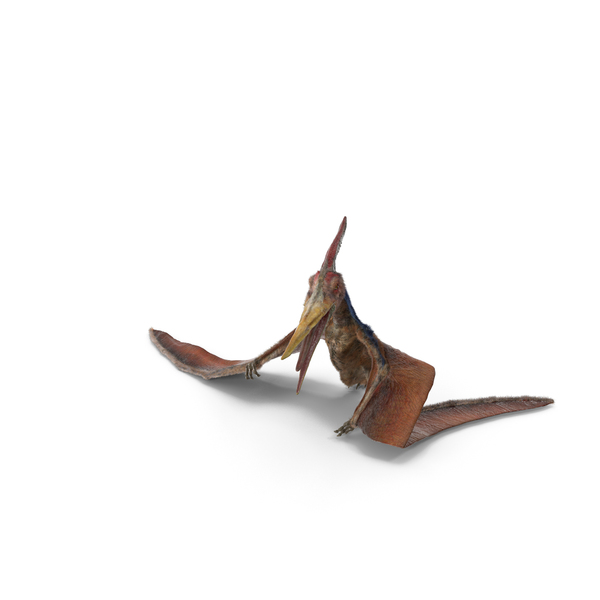 Pteranodon Standing Pose with Fur PNG & PSD Images