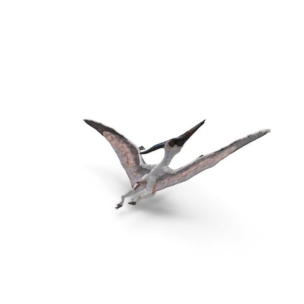 Pterosaur Pteranodon White with Fur PNG Images & PSDs for Download