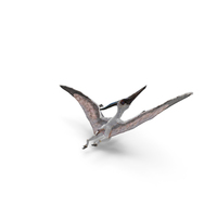 Pterosaur Pteranodon White Flying Pose with Fur PNG & PSD Images