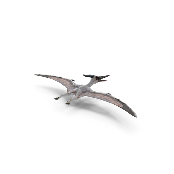 Pteranodon Flying Carnivorous Reptile Landing Pose with Fur PNG Images &  PSDs for Download