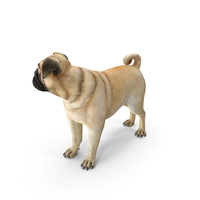 Pug Dog PNG & PSD Images