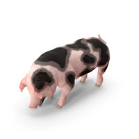 Pig Sow Peitrain Standing Pose PNG & PSD Images