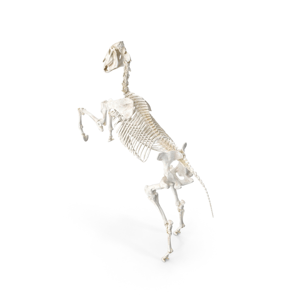 Rearing Horse Skeleton PNG & PSD Images