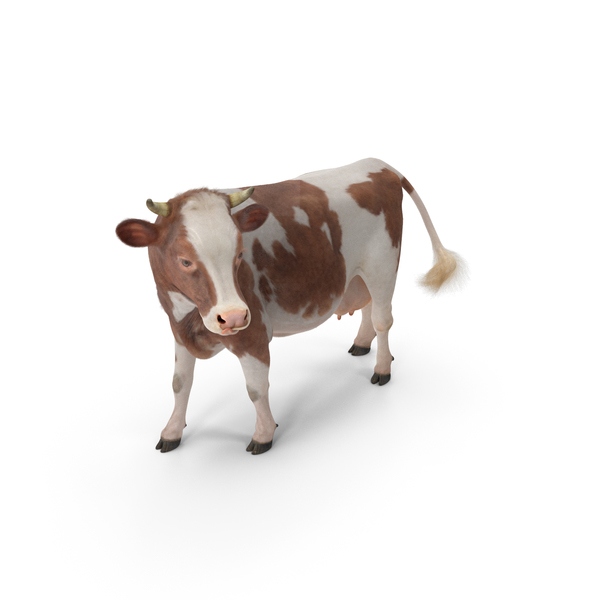 Red and White Cow with Fur PNG & PSD Images