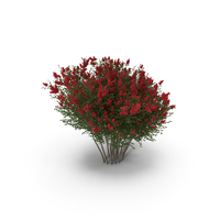Red Crepe Myrtle Tree PNG & PSD Images