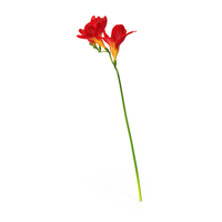 Red Freesia Flower PNG & PSD Images