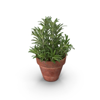 Rosemary Plant in Pot PNG & PSD Images
