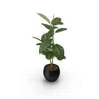 Rubber Tree Plant in Pot PNG & PSD Images