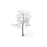 Tree Branches with Snow PNG & PSD Images