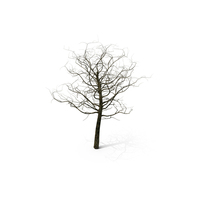 Tree Branches PNG & PSD Images