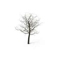 Tree Branches With The Snow PNG & PSD Images