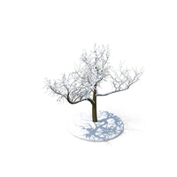 Tree branches snow PNG & PSD Images