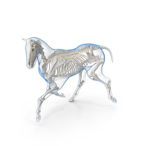 Running Horse Pose Envelope with Skeleton PNG & PSD Images