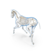 Running Horse Pose Envelope with Skeleton PNG & PSD Images