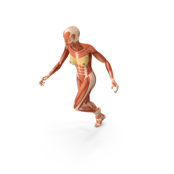 跑步的女性肌肉系统解剖PNG和PSD图像