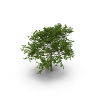 Tree PNG & PSD Images
