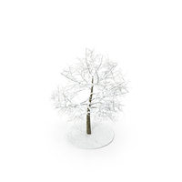 Tree Branches in Snow PNG & PSD Images