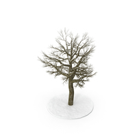 Tree Branches in Snow PNG & PSD Images
