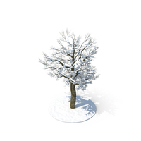 Tree Branches in Snow PNG & PSD Images