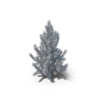 Pine Tree White PNG & PSD Images