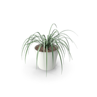 Plant Striped Chlorophytum PNG & PSD Images