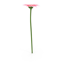 Gerbera PNG & PSD Images