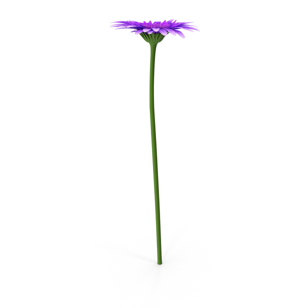 Gerbera PNG & PSD Images