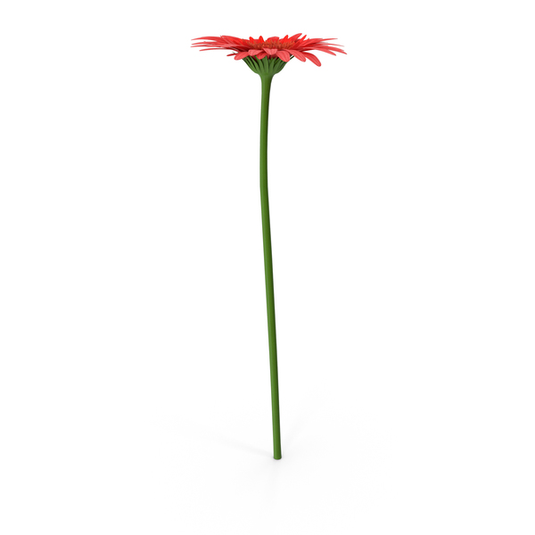 Gerbera PNG & PSD Images