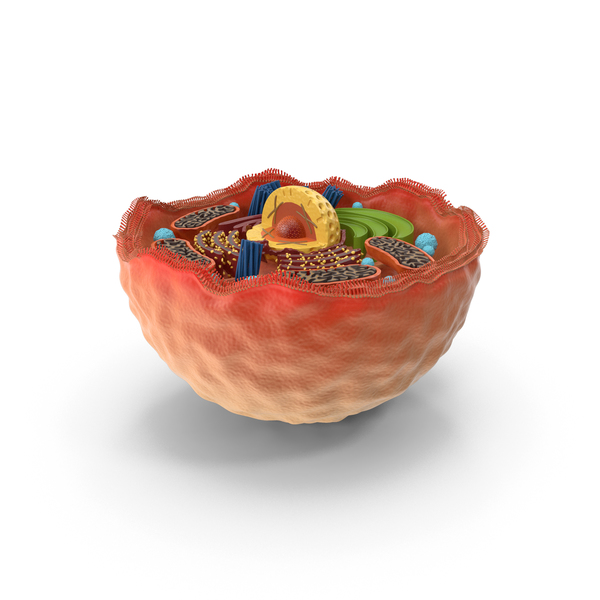 Human Cell PNG & PSD Images