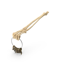 Skeleton Hand Holding a Big Key Chain Ring PNG & PSD Images