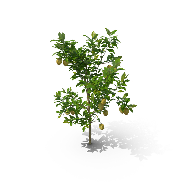 Citrus Lemon PNG & PSD Images Citrus Lemon PNG & PSD Images