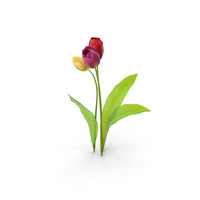 Tulips PNG & PSD Images