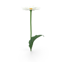 Chamomile Flower PNG & PSD Images