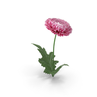 Chrysanthemum Flower PNG & PSD Images