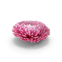 Chrysanthemum Flower PNG & PSD Images