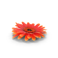 Gerbera Flower PNG & PSD Images