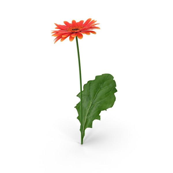 Gerbera Flower PNG & PSD Images