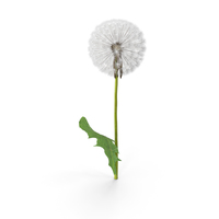 Dandelion Flower PNG & PSD Images