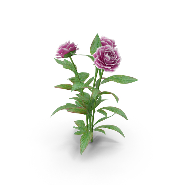 Peonies Flowers PNG & PSD Images