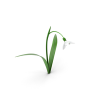 Snowdrop Flower PNG & PSD Images