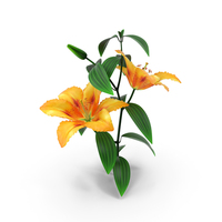 Lily Flower PNG & PSD Images