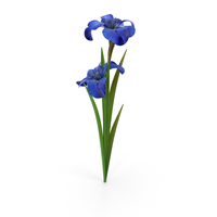 Irises Flower PNG & PSD Images