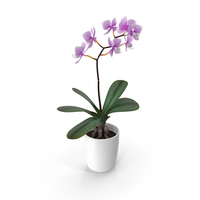 Orchid Flower PNG & PSD Images
