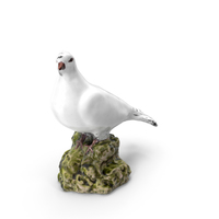 White Dove PNG & PSD Images