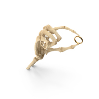 Skeleton Hand Holding Ring PNG & PSD Images