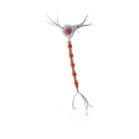 Neuron Cell PNG & PSD Images