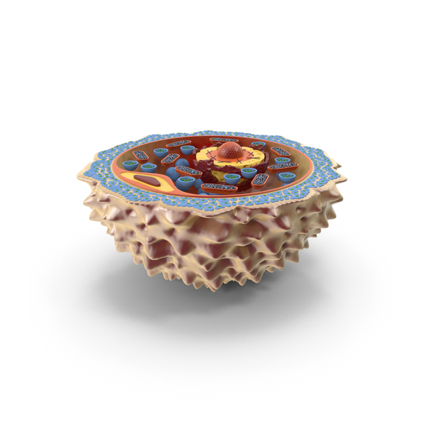Human Egg Cell PNG & PSD Images
