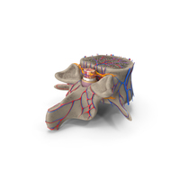 Vertebra with Spinal Cord PNG & PSD Images