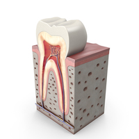 Tooth Anatomy PNG & PSD Images